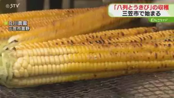 実が１周に８列ならぶ 「八列とうきび」収穫始まる　しっかりとした歯ごたえとうまみ　北海道三笠市