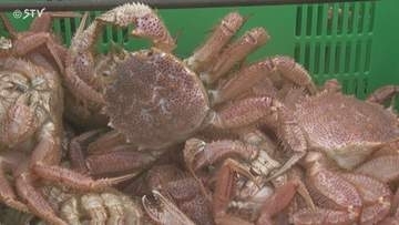 水揚げ量は過去10年で最多　噴火湾の毛ガニ漁はじまる　濃厚なカニみそたっぷり…長万部漁港