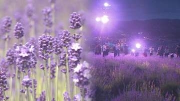 香料会社が種を持ち込んだ!?　フランス原産のラベンダー　富良野地方に定着したナゾ　北海道