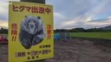 「ニンジン1700本食い荒らす　近くにはヒグマの足跡やフン　北海道函館市の畑」の画像1