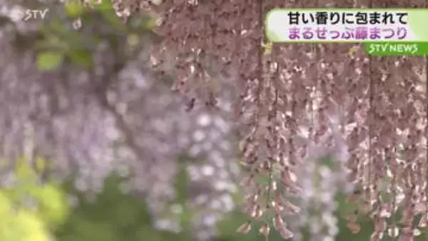 「素晴らしいですね」甘いさわやかな香りに包まれて まるせっぷ藤まつり 朝から観光客で賑わう