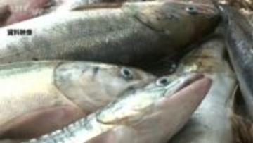 秋サケ定置網漁の漁期短縮　人工ふ化事業の卵が足りず親魚の資源量確保へ　根室