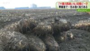 手作業で掘り出す“長いも”収穫のピーク！強い粘りが特徴「真っ白でおいしい」台湾などでも人気