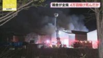 「付近で鶏舎が燃えている」千歳の養鶏場で火事　採卵用鶏舎１棟が全焼　約４万羽焼け死んだか