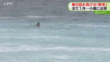 ミルクを流したような乳白色　ニシンの大群“群来”を確認　ニシンを狙って？トドも現れる　小樽市