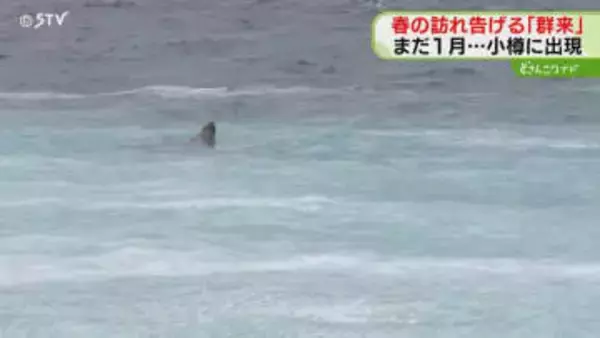 ミルクを流したような乳白色　ニシンの大群“群来”を確認　ニシンを狙って？トドも現れる　小樽市