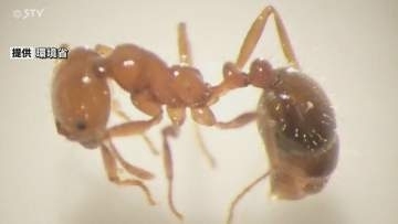 【速報】石狩湾新港で「アカカミアリ」発見　刺されると激しい痛みや腫れ　環境省が注意呼びかけ　北海道