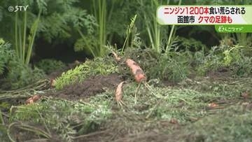 ニンジン1200本食い荒らす　掘り起こされて食べられた跡　付近にはヒグマの足跡も…食害3件目