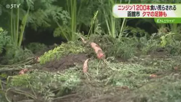 ニンジン1200本食い荒らす　掘り起こされて食べられた跡　付近にはヒグマの足跡も…食害3件目
