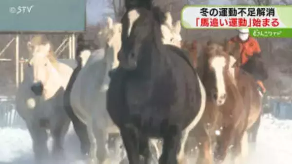 迫力満点「北海道に来たな」大型の馬が颯爽駆け抜る　冬の恒例“馬追い運動” ７７頭がコースを３周