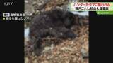 「体重300キロに迫るクマ…発砲したハンターに反撃「覆いかぶさって…」道内で今年初の人身事故」の画像1