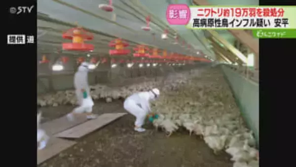 食肉用の約3パーセント　ニワトリ約19万羽を殺処分　高病原性鳥インフル疑い…今季道内4例目