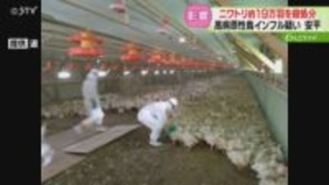 食肉用の約3パーセント　ニワトリ約19万羽を殺処分　高病原性鳥インフル疑い…今季道内4例目