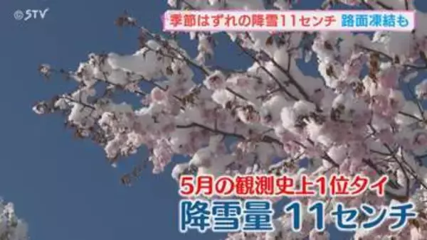 GW後半 桜咲く春本番に季節外れの雪が 北海道・滝上町の降雪量５月の観測史上１位タイの記録