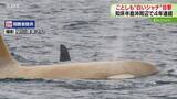 「【映像】知床半島に“白いシャチ”　撮影者「撮るのに無我夢中」目撃は４年連続　北海道」の画像1