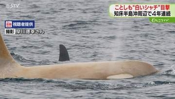 【映像】知床半島に“白いシャチ”　撮影者「撮るのに無我夢中」目撃は４年連続　北海道