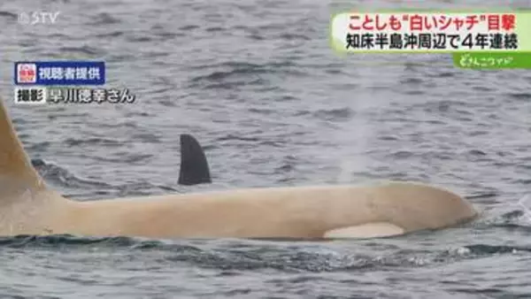 【映像】知床半島に“白いシャチ”　撮影者「撮るのに無我夢中」目撃は４年連続　北海道
