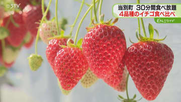 ４品種の食べ比べを堪能　早くもイチゴ狩り始まる「おいしい」子どもたちも夢中　北海道当別町