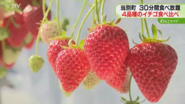 ４品種の食べ比べを堪能　早くもイチゴ狩り始まる「おいしい」子どもたちも夢中　北海道当別町