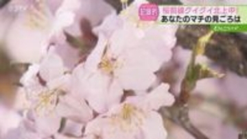 桜前線が北海道を北上中！「とっても早くてびっくり」記録的な早さで開花発表…すでに満開の地域も！