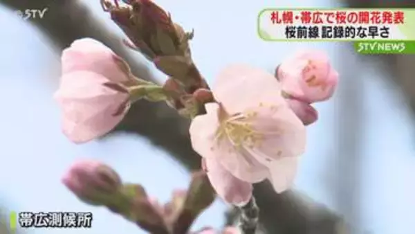 記録的な早さで桜前線北上中　札幌と帯広でも“桜開花”　帯広は観測史上最も早く発表