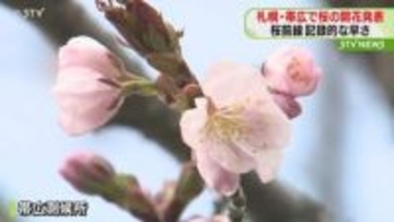 記録的な早さで桜前線北上中　札幌と帯広でも“桜開花”　帯広は観測史上最も早く発表