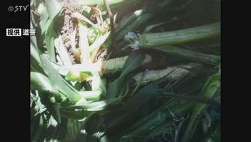 クマが畑に出没　食い荒らされたトウモロコシや幅12センチの足跡が見つかる　北海道旭川市