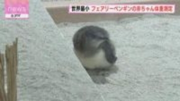 29グラム→835グラムに！　世界最小フェアリーペンギンの赤ちゃん体重測定　札幌