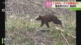 「「住宅街近くで警戒心ない」同じ個体か…クマ目撃相次ぐ　国道沿いを悠々と歩く　北海道興部町」の画像1