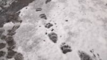 「2階窓からのぞいたら…」円山動物園周辺に連日出没　クマスプレーを持ち歩く住民　札幌・中央区