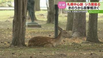 【中継】札幌中心部にシカ　近代美術館の庭に迷い込む　７日から目撃相次ぐ