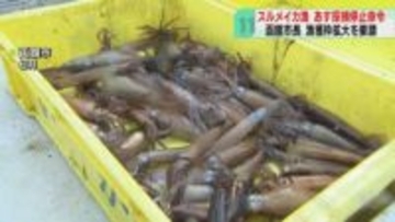 「地域として死活問題」スルメイカ休漁　函館・大泉市長ら漁獲枠拡大を要請　あす採捕停止命令へ
