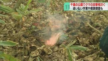 クマの目撃相次ぐ青葉公園　ハンターら“追い払い”実施　調査で痕跡見つからず閉鎖解除　千歳市