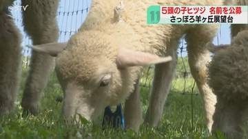 子ヒツジ…草をむしゃむしゃ「ヒツジがいる丘を見て」名前を募集するキャンペーンも　羊ヶ丘展望台