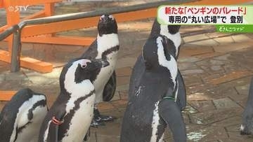 ケープペンギンの負担を考慮　ペンギン専用の広場オープン　暑さでパレード中止も…対策を実施　登別