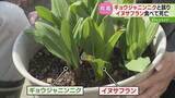 「区別するのは至難の業…山菜・ギョウジャニンニクと誤認　有毒植物を食べ70代女性死亡　札幌市」の画像1