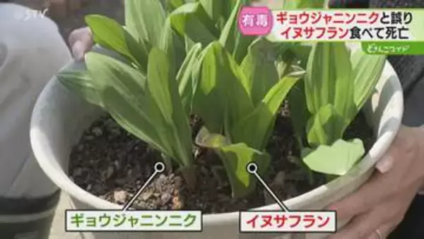 区別するのは至難の業…山菜・ギョウジャニンニクと誤認　有毒植物を食べ70代女性死亡　札幌市