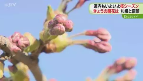 「もしかすると明日には…」サクラ開花発表は持ち越し　気温上昇でつぼみ膨らむ　札幌・函館