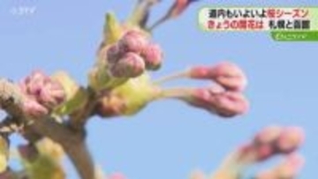 「もしかすると明日には…」サクラ開花発表は持ち越し　気温上昇でつぼみ膨らむ　札幌・函館