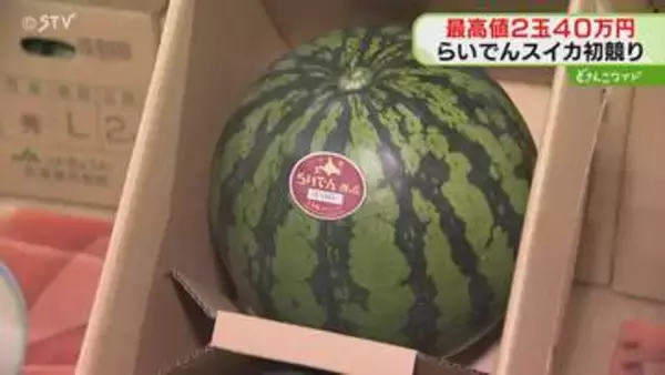 過去最高値２玉４０万円！天候恵まれ糖度高い“らいでんスイカ”　児童養護施設に寄付予定　札幌市