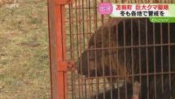 体重約380キロのクマ駆除　町内で目撃相次いだ個体か　専門家「まだ太れていないクマも」北海道