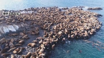 この時期としては過去最多か　3000頭以上のトド 無人島埋め尽くす稚内市宗谷岬沖“弁天島”