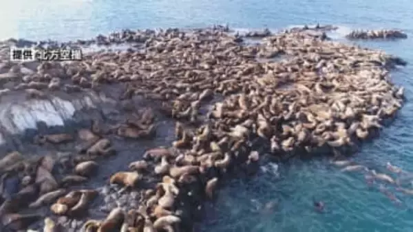 この時期としては過去最多か　3000頭以上のトド 無人島埋め尽くす稚内市宗谷岬沖“弁天島”