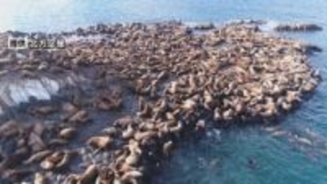 この時期としては過去最多か　3000頭以上のトド 無人島埋め尽くす稚内市宗谷岬沖“弁天島”