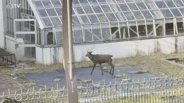 【速報】札幌中心部「北海道大学植物園」にシカ出没　JR札幌駅から徒歩10分ほどの距離　北海道