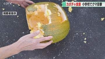 「学校敷地内にクマがいる」小学校などが臨時休校に…保育所のハロウィーン用カボチャ食べられる被害も