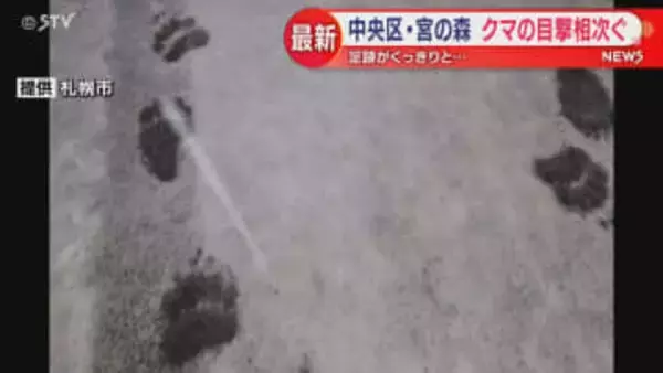 宮の森の住宅街　山の方から来て山の方に帰っていくクマの足あと　動物園出没のクマと同じ個体か