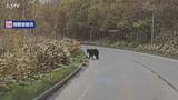 「「走っていたら左側にクマが…」 国道を走行中のドライバーが1.5メートルほどのクマを目撃 北海道」の画像1