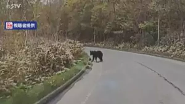「走っていたら左側にクマが…」 国道を走行中のドライバーが1.5メートルほどのクマを目撃 北海道