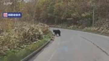 「走っていたら左側にクマが…」 国道を走行中のドライバーが1.5メートルほどのクマを目撃 北海道